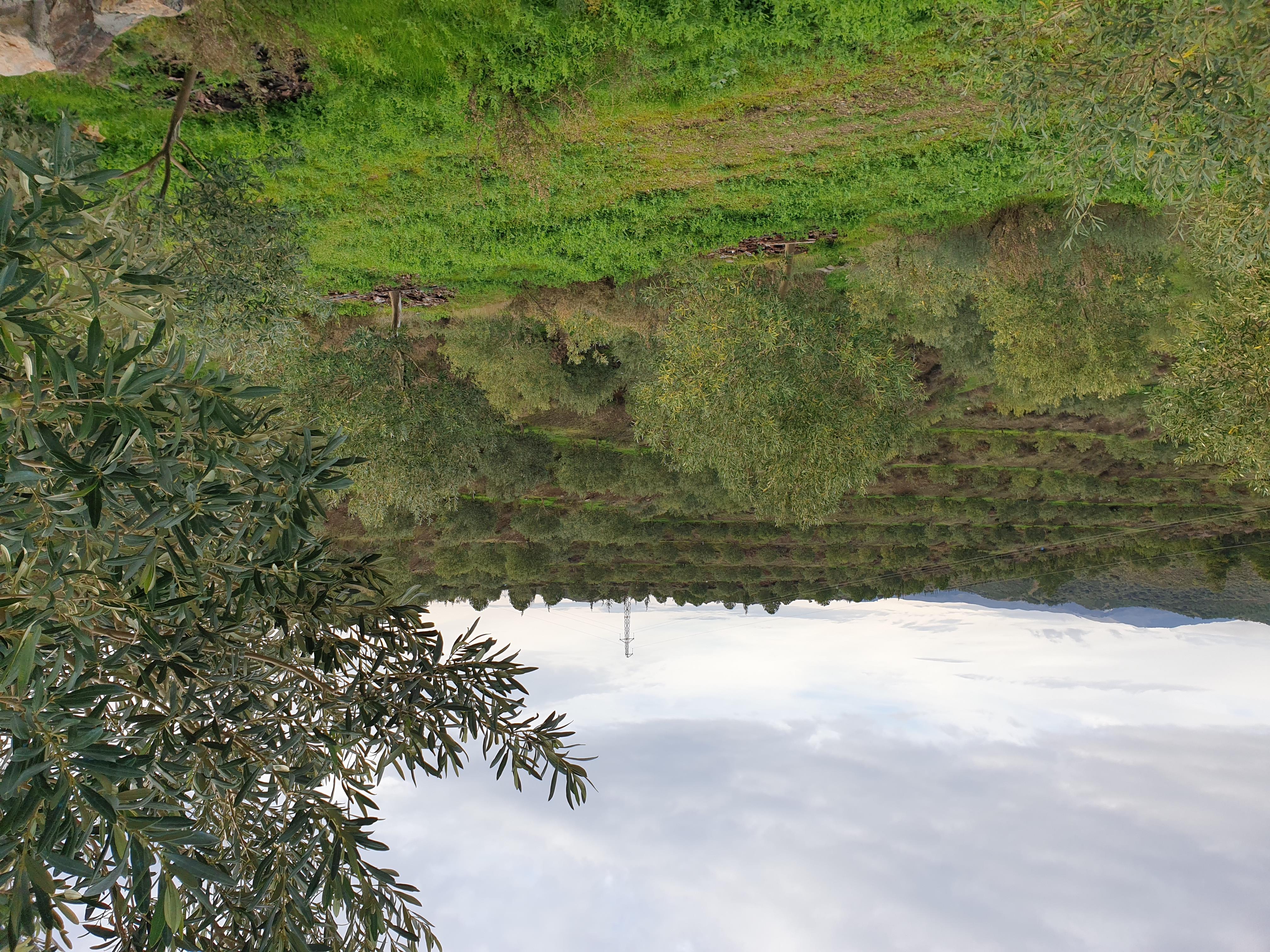 Domat - Erken Hasat Natürel Sızma Zeytinyağı 2 L