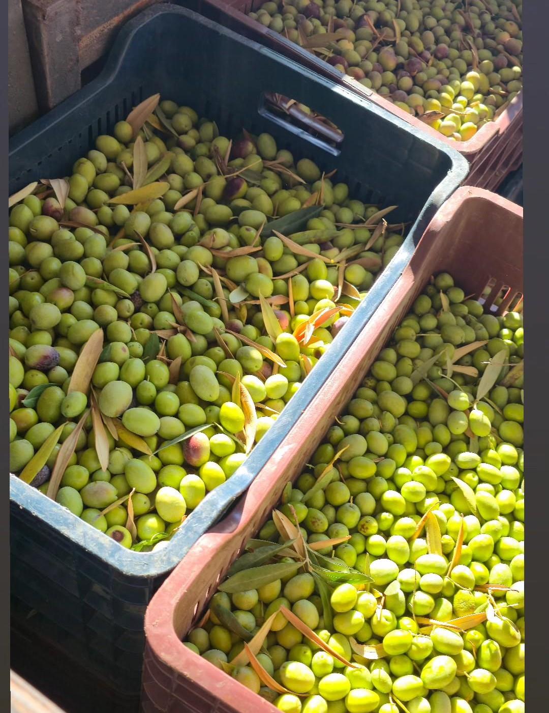 2025/26 İlk Hasat Filtresiz Natürel Sızma Zeytinyağı (Domat) 500 ml