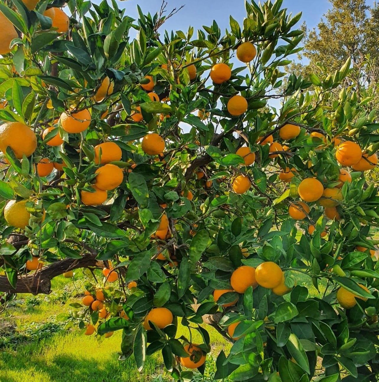 Organik Taze Mandalina (Satsuma) 5 Kg