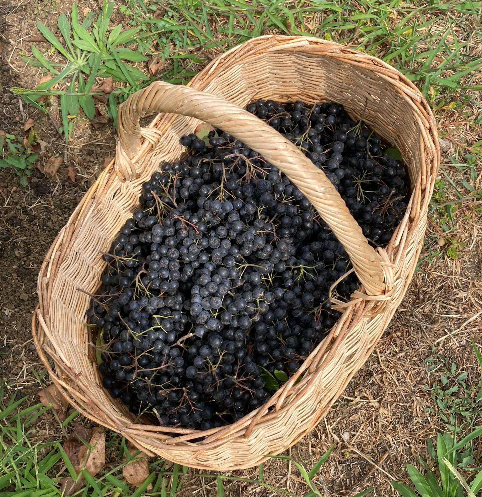 Organik Yalova Aronyası 3 kg