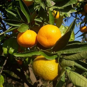 Taze Mandalina (Satsuma) 5 Kg