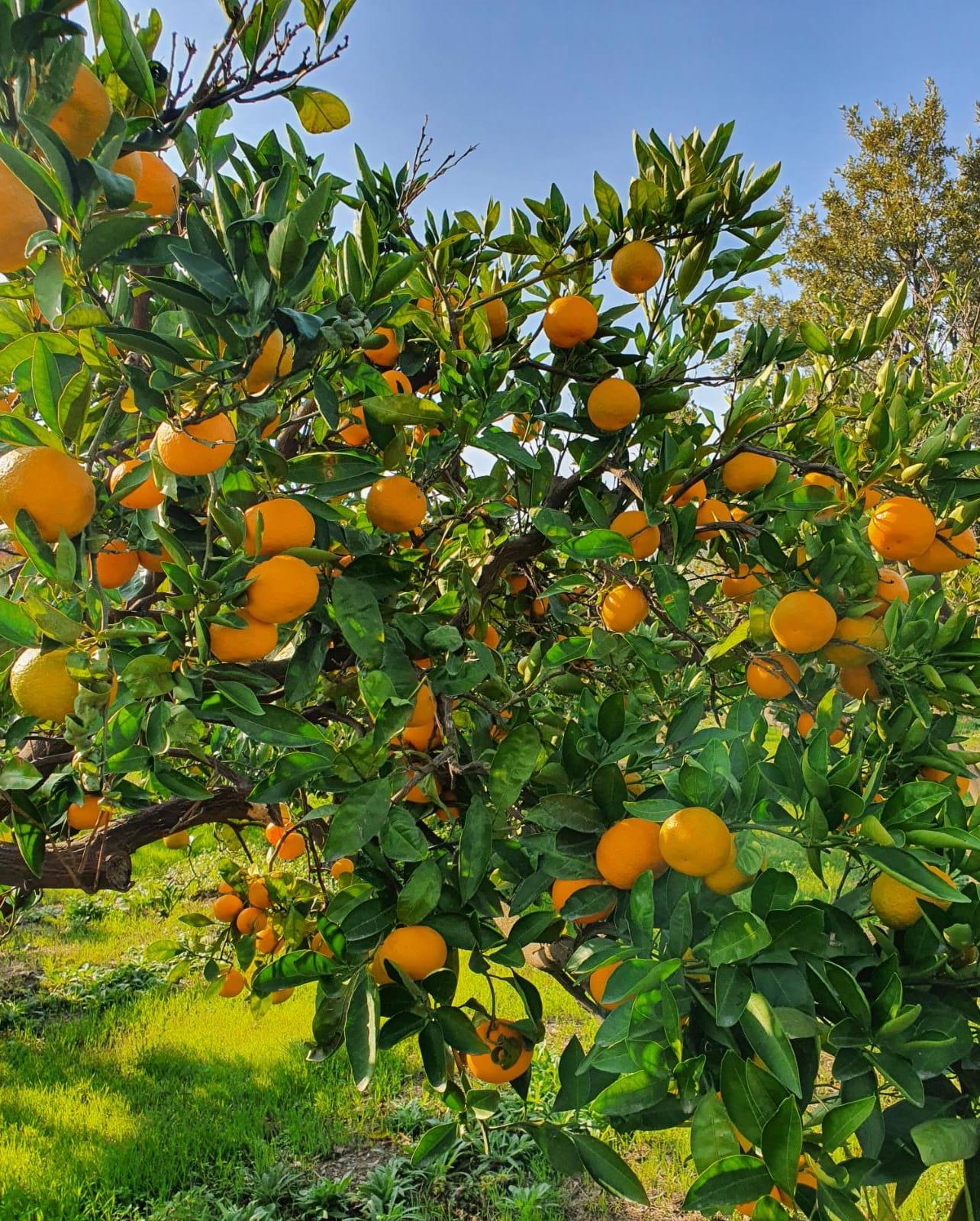 Taze Mandalina (Satsuma) 5 Kg
