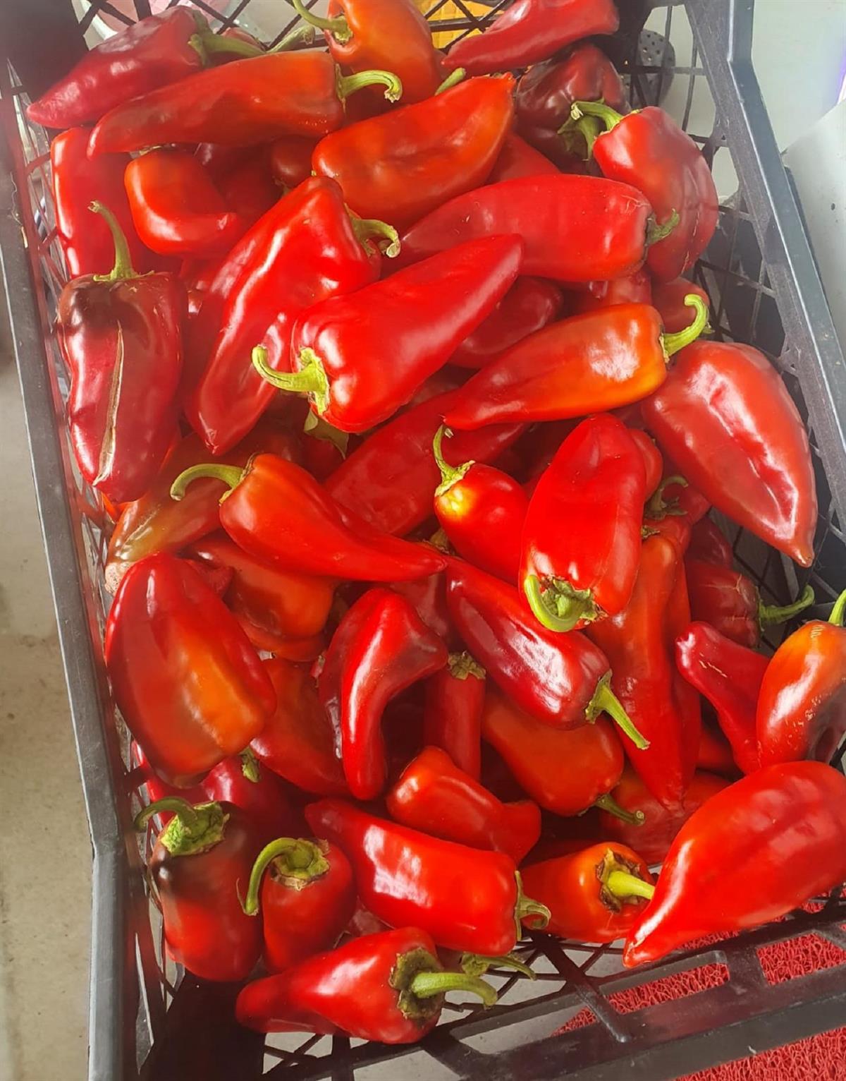 Toz Paprika 45 g