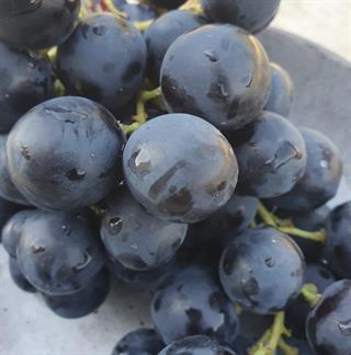 %100 Üzüm Suyu 250 ml