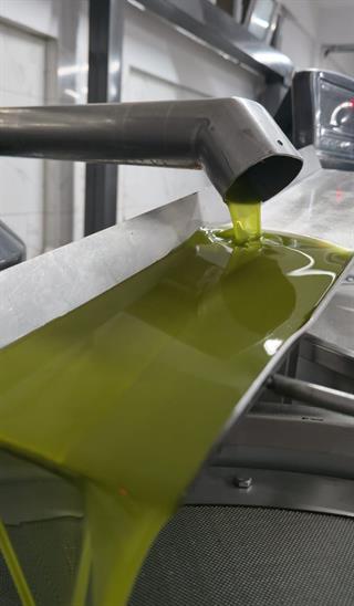 2025/26 İlk Hasat Filtresiz Natürel Sızma Zeytinyağı (Domat) 500 ml