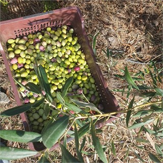Kalamata - Yeşil Bütün Doğal Salamura Zeytin 380 g