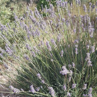 Lavanta Spreyi 100 ml