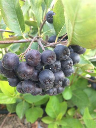 Organik Aronya Kurusu 100 g