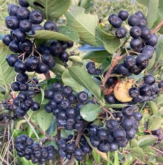 Organik Yalova Aronyası 1 kg