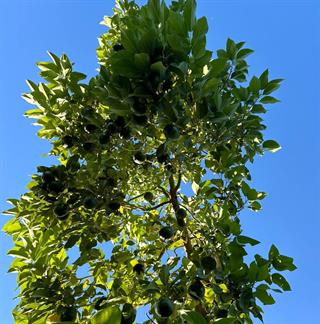 Taze Avokado 10 Adet