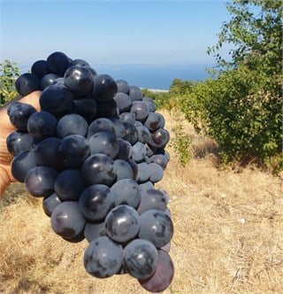 Yaş Enfes Üzüm 3,5 kg