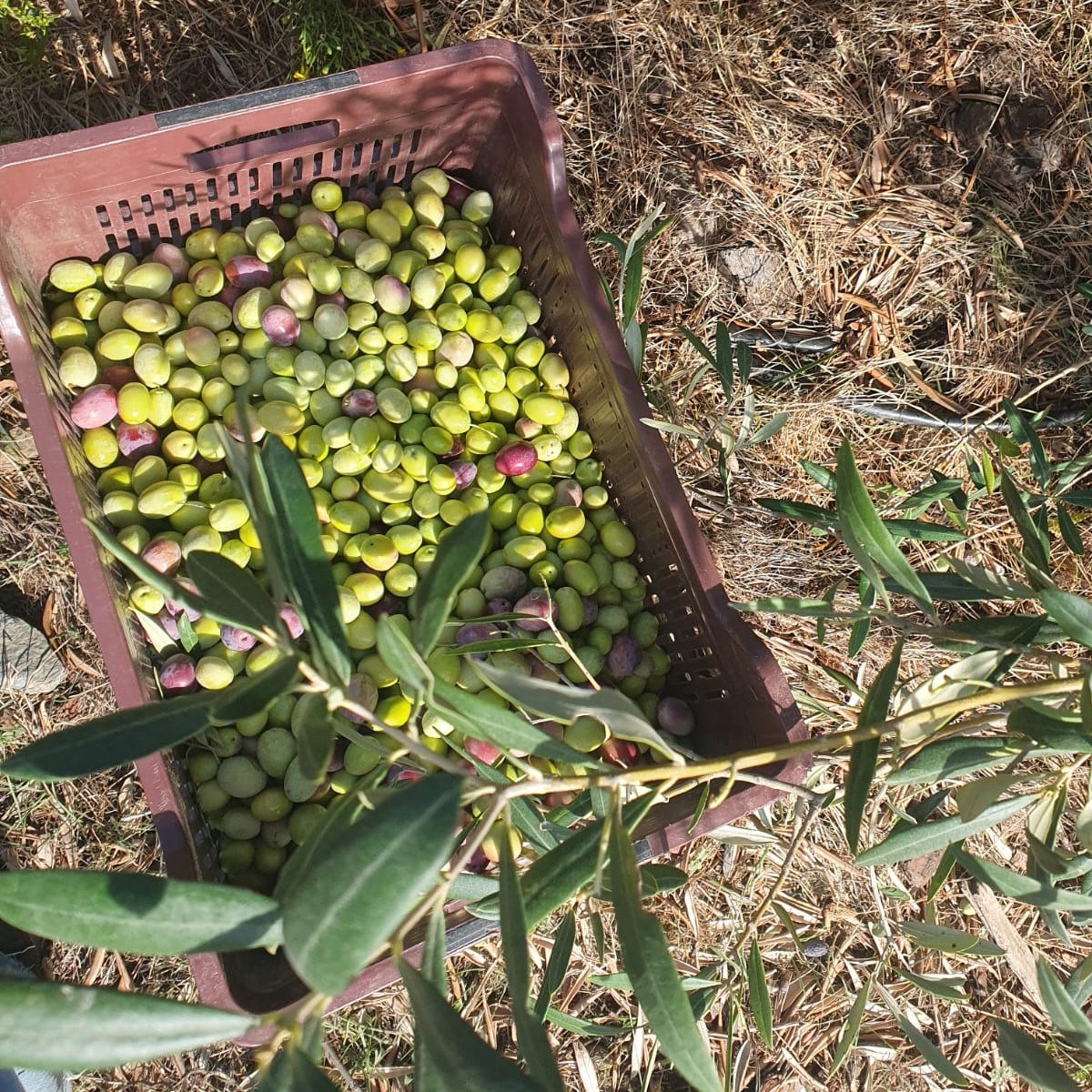 Kalamata - Yeşil Bütün Doğal Salamura Zeytin 380 g