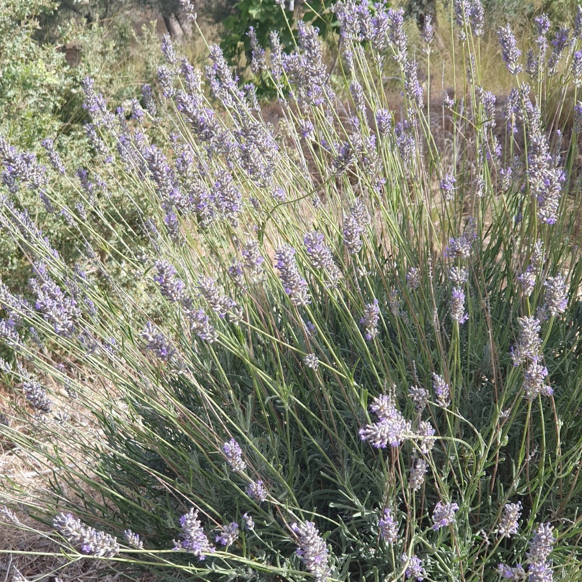 Lavanta Spreyi 100 ml