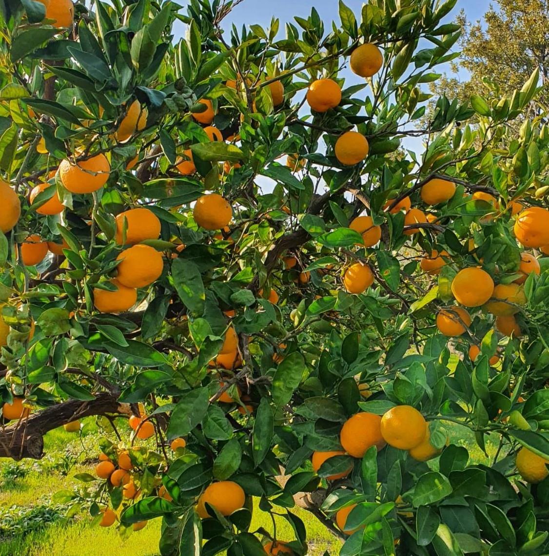 Organik Taze Sıkmalık Mandalina (Satsuma) 8 Kg