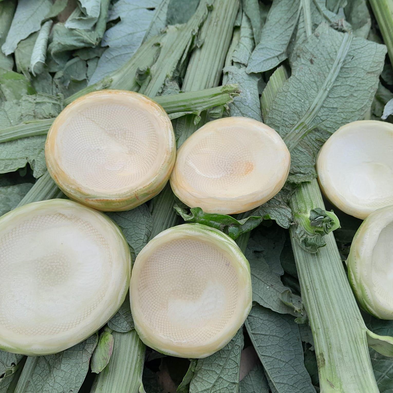 ENGİNAR (10 lu paket )