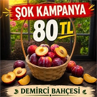  ERİK