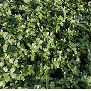 SEMİZ OTU (  YABANİ  )