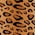 Leopar