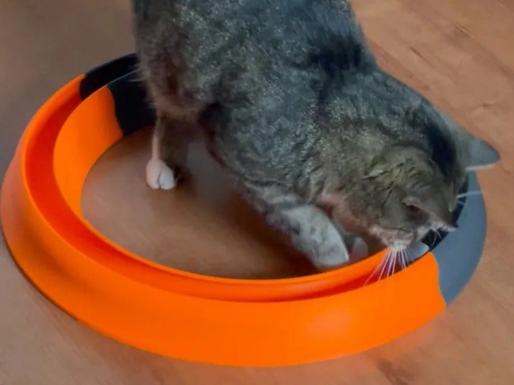 3D Baskı Kediler İçin Halka Şeklinde Toplu Parkur Oyuncağı Yuvarlak Toplu Kedi Oyuncağı Turuncu