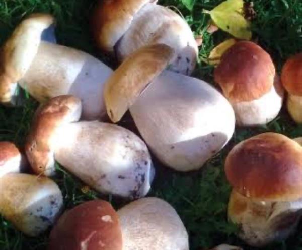 Kurutulmuş Porçini Mantarı 1Kg