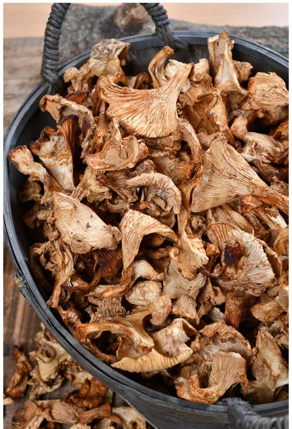 yellow mushroom Sarıkız Mantar