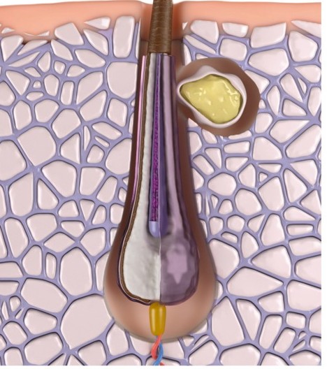 Katajen evresi saç kökü görseli