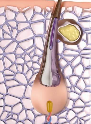 Telojen evresi saç kökü görseli