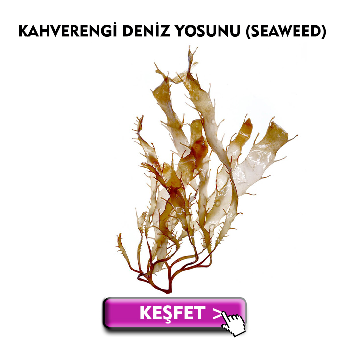 Organik Kırışıklık Karşıtı Yosun Aktifi- Seaweed
