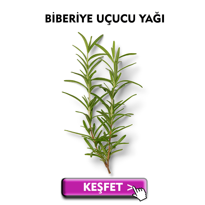 Biberiye Uçucu Yağı