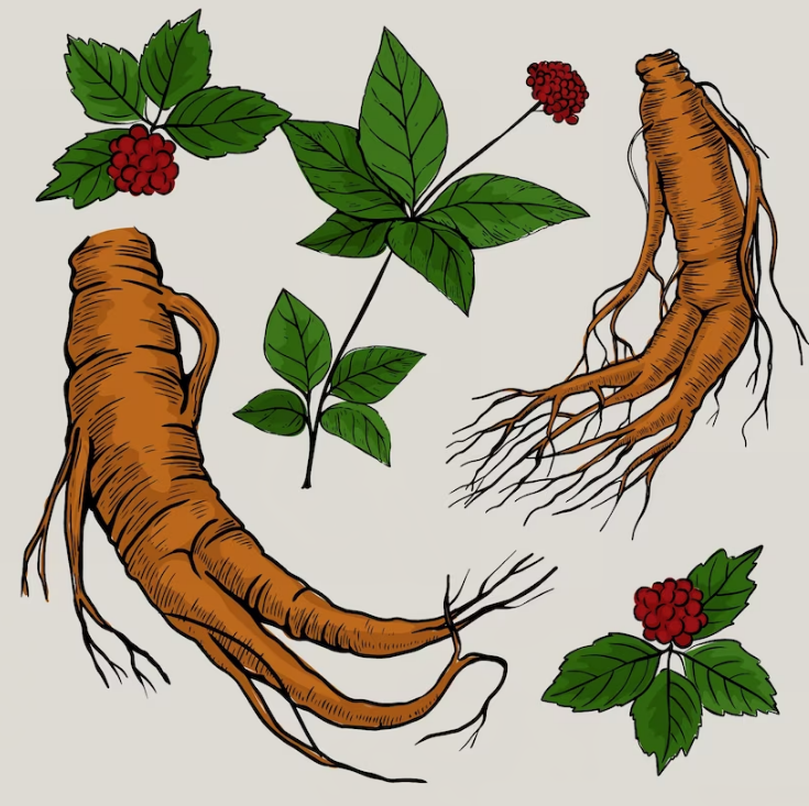 Panax Ginseng