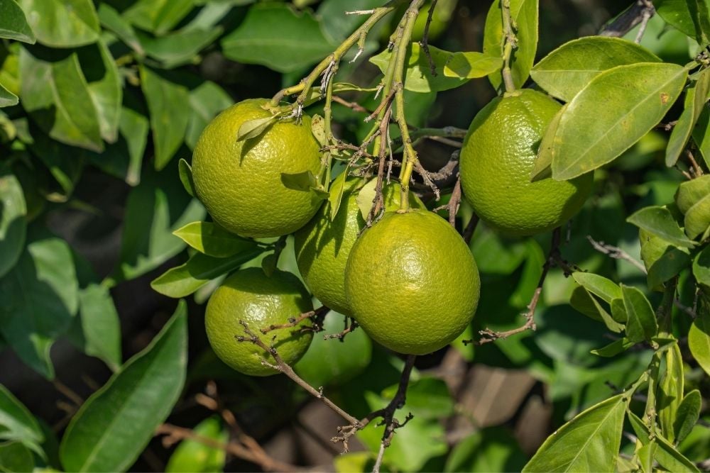 Organik Çıralı Limon - Datça Murat Çiftliği Organik Limonları
