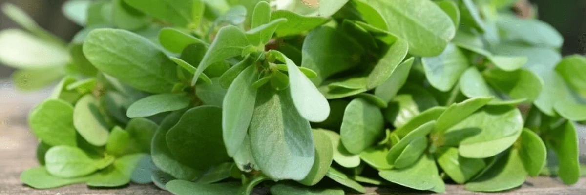 Semizotu: Sağlık Deposu Yeşil Sebze