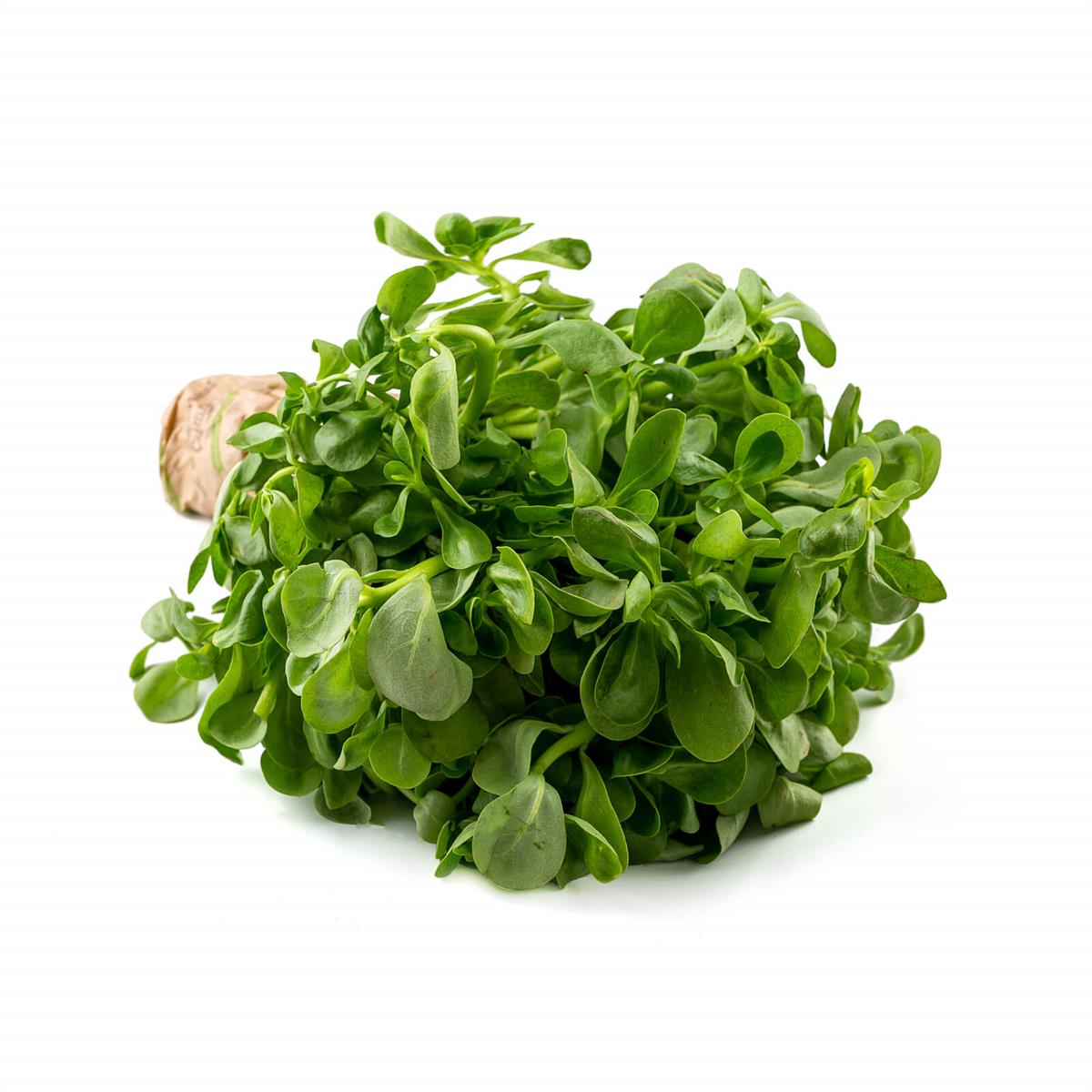 Organik Semizotu Bağ