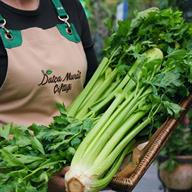 Organik kereviz Sapı Bağ - ( 1 kg - 1,3 Kg )