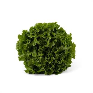 Organik Kıvırcık Adet