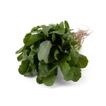 Yeşillikler ve Otlar