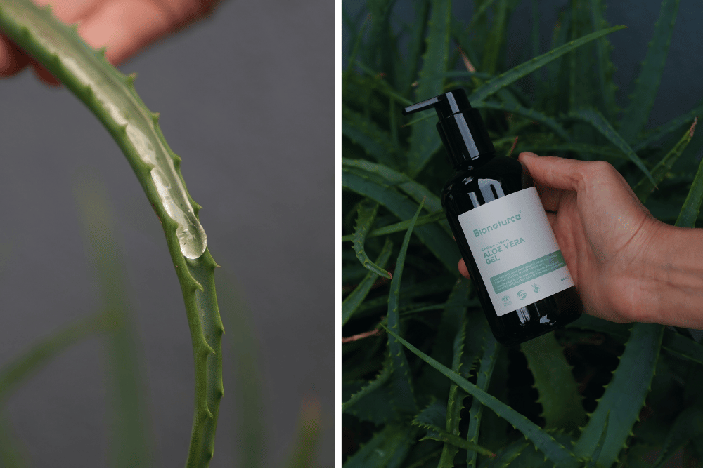 Aloe Vera Jel Faydalar ve Kullanm  Data Murat iftlii
