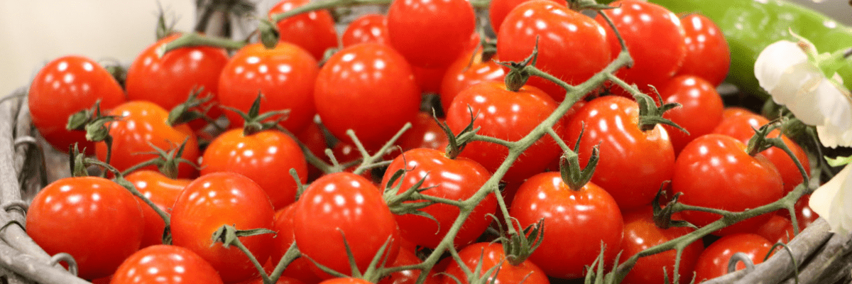 Petemek Domatesi nedir