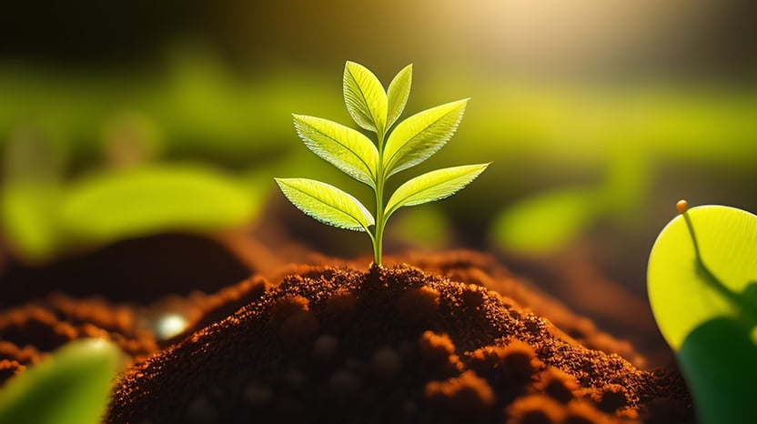 Bitkilerinizin stres altında olduğunu nasıl anlarsınız?