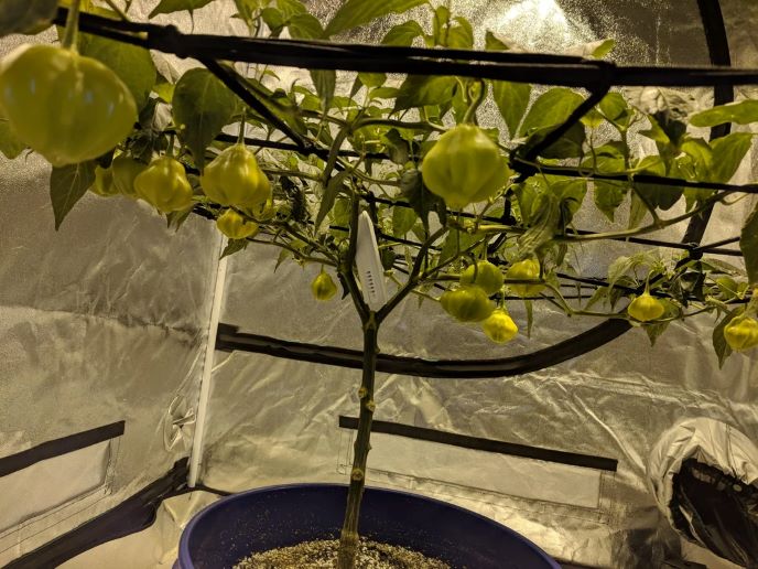 SCROG (Screen of Green) ile hasatınızı maksimize edin!