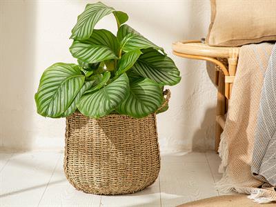 Agatha Кошница 30x30x28 см Кафяв