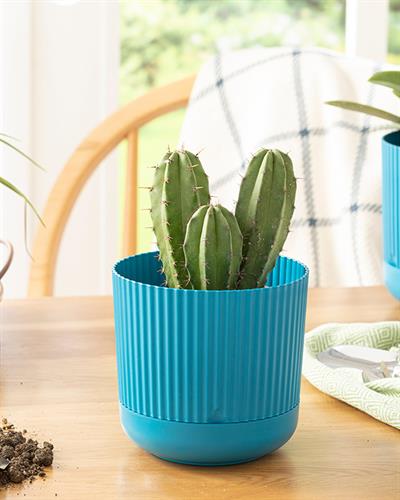 Bloom Саксия Пластмаса 14x14x13 см Син