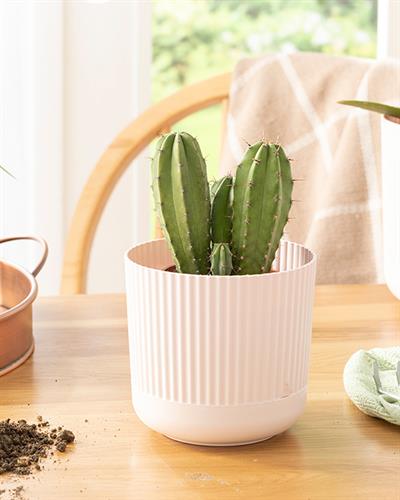 Bloom Саксия Пластмаса 14x14x13 см Пудра