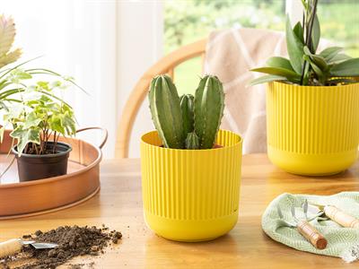 Bloom САКСИЯ Пластмасов 14x14x13 cm Olive Green