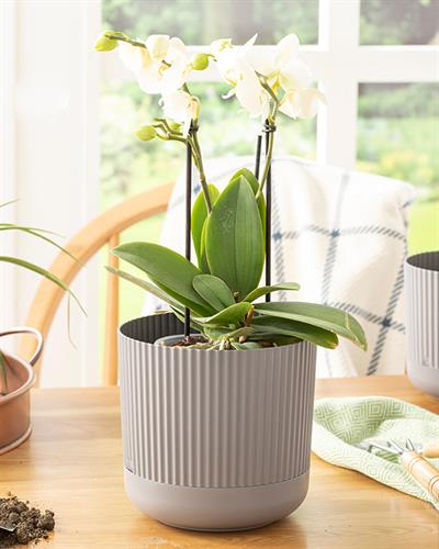 Bloom Саксия Пластмаса 16x16x15 cm Антрацит