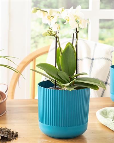 Bloom Саксия Пластмаса 16x16x15 cm Син