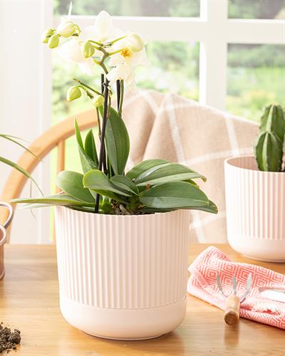 Bloom Саксия Пластмаса 16x16x15 cm Пудра