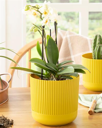 Bloom Саксия Пластмаса 16x16x15 cm Маслиненозелен