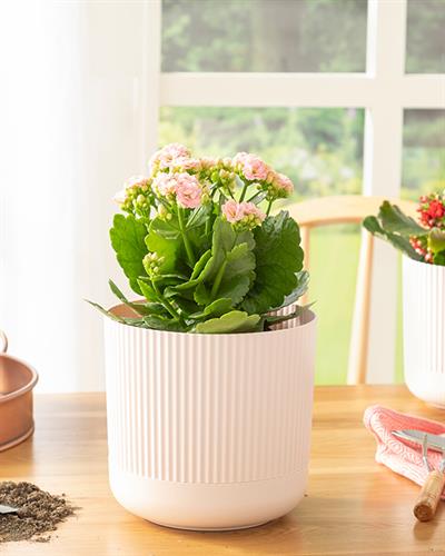 Bloom Саксия Пластмаса 18x18x16 см Пудра