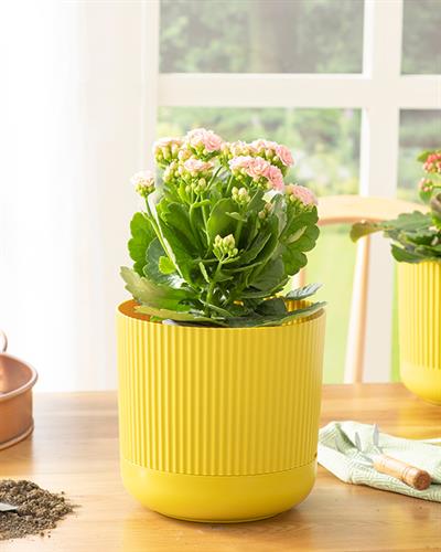 Bloom Саксия Пластмаса 18x18x16 см Маслиненозелен